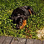 rottweiler, puppy, dog, grass, outdoor, night, wooden_deck, animal, pet, lying_down, greenery, nature, curious, cute, young, fur, black, tan, peaceful, closeup