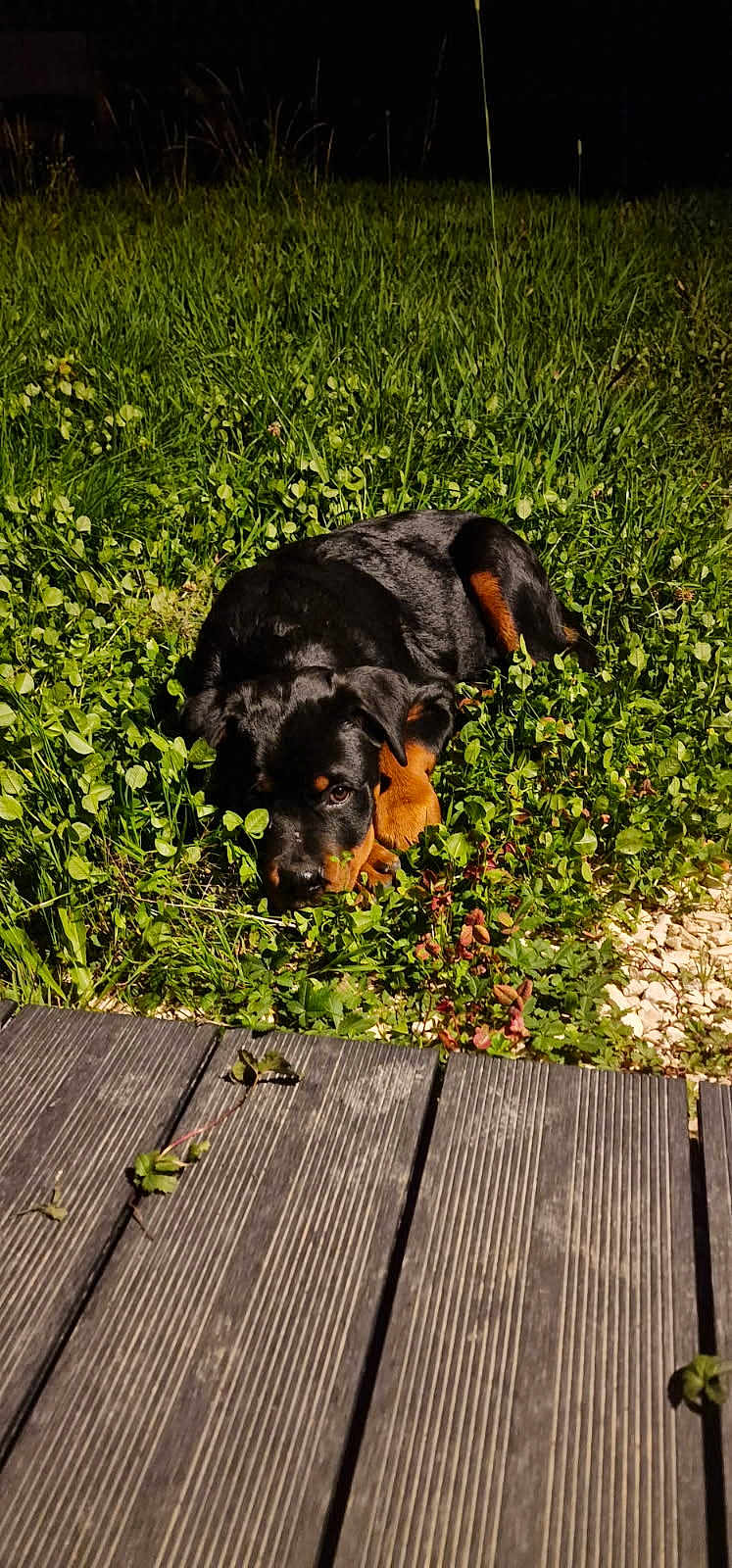 Guess a rejoint le concours — aidez-le/la à gagner de superbes lots ! rottweiler, puppy, dog, grass, outdoor, night, wooden_deck, animal, pet, lying_down, greenery, nature, curious, cute, young, fur, black, tan, peaceful, closeup