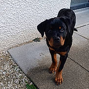 Guess participe au concours pour gagner de l'argent avec cette photo : dog, puppy, rottweiler, outdoor, walkway, pavement, curious, black_and_brown, pet, animal, young, looking, grass, stone, wall, texture, front_view, ears, nose, legs