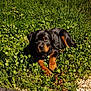 Guess participe au concours pour gagner de l'argent avec cette photo : rottweiler, puppy, dog, grass, night, outdoor, pet, animal, greenery, wood, deck, laying_down, fur, cute, young, nature, leaf, plant, illuminated, canine