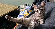 Kiwi participe au concours pour gagner de l'argent avec cette photo : cat, gray_tabby, relaxed, stretching, paw, blanket, bed, indoor, furniture, poster, light_bulbs, table, cozy, resting, cute, pet, animal, fur, whiskers, looking