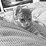 cat, kitten, striped_blanket, indoor, cozy, fur, whiskers, ears, eyes, bed, resting, cute, pet, animal, monochrome, black_and_white, soft, closeup, relaxing, young