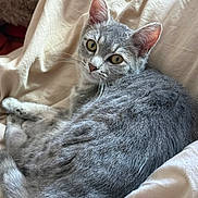 Kiwi participe au concours pour gagner de l'argent avec cette photo : cat, gray_cat, pet, animal, feline, curled_up, blanket, soft_texture, indoor, resting, cozy, ears, whiskers, fur, close_up, looking, relaxed, cute, sleepy, domestic_cat