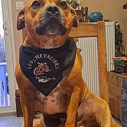 Saiko participe au concours pour gagner de l'argent avec cette photo : animal, bandana, brown_dog, clock, decor, dog, ears, expression, floor_tiles, furniture, indoor, muzzle, nostrils, paws, pet, portrait, sitting, table, wall_art, wooden_chair