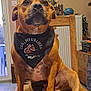 animal, bandana, brown_dog, clock, decor, dog, ears, expression, floor_tiles, furniture, indoor, muzzle, nostrils, paws, pet, portrait, sitting, table, wall_art, wooden_chair