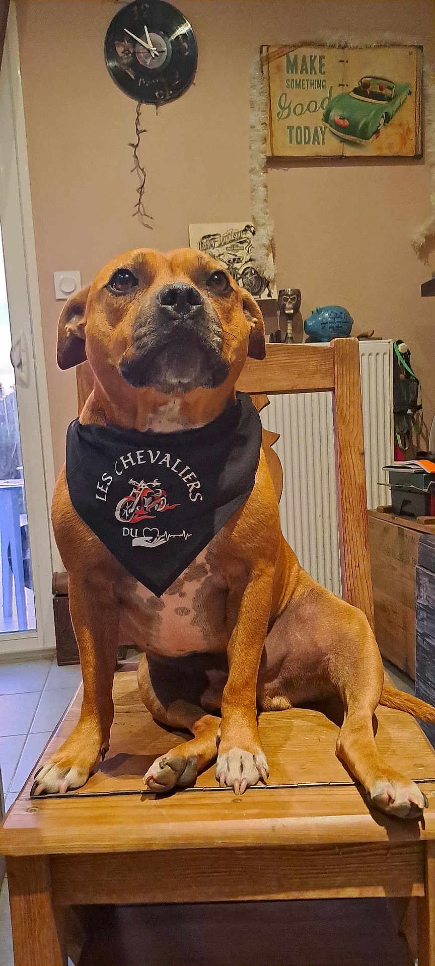 Saiko participe au concours pour gagner de l'argent avec cette photo : animal, bandana, brown_dog, clock, decor, dog, ears, expression, floor_tiles, furniture, indoor, muzzle, nostrils, paws, pet, portrait, sitting, table, wall_art, wooden_chair