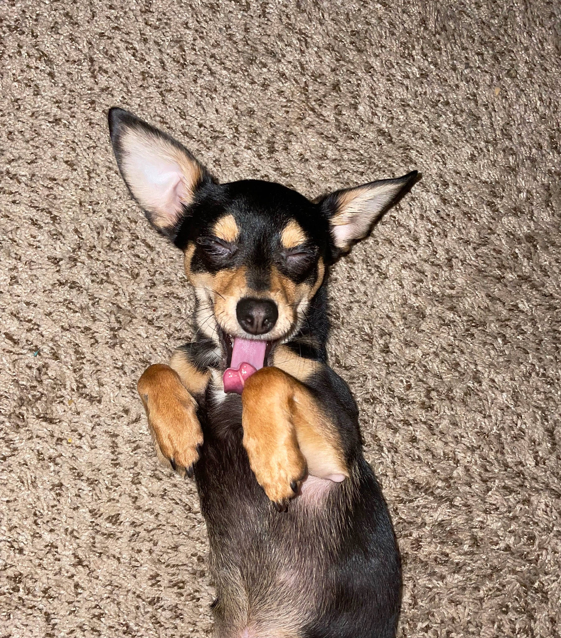 Bruno joined the competition — help win amazing prizes! canidae, carnivore, chihuahua, companion_dog, corgi_chihuahua, dog, dog_breed, fawn, hunting_dog, paw, pinscher, prazsky_krysarik, puppy, russkiy_toy, sporting_group, terrestrial_animal, toy_dog, whiskers, working_animal, working_dog