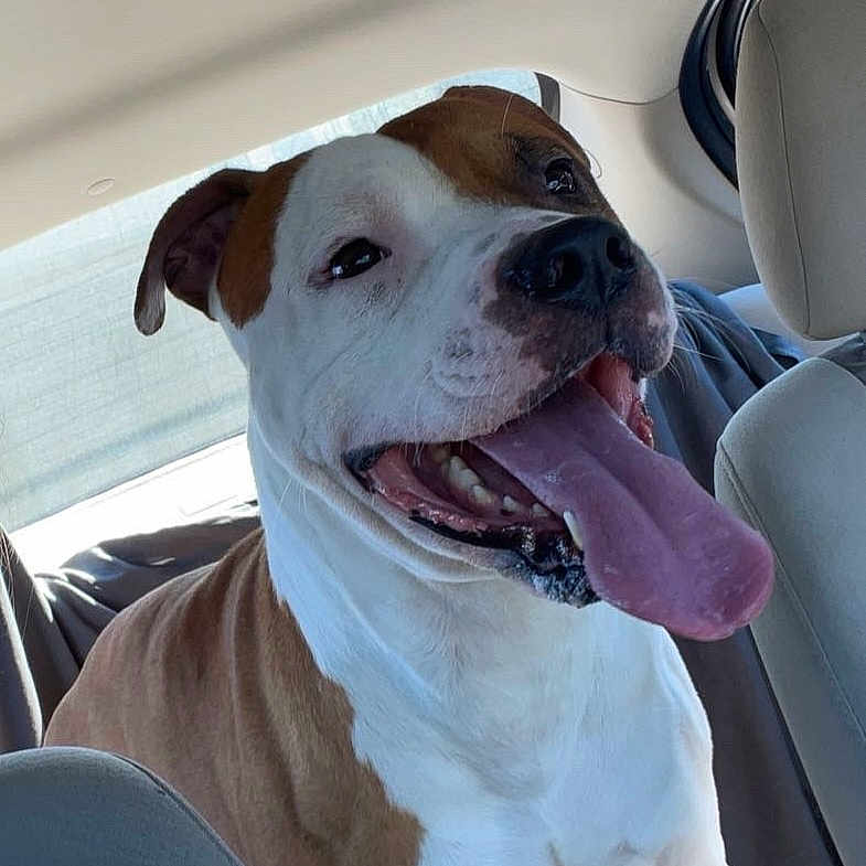 Peanut joined the competition — help win amazing prizes! accessories, animal, belt, boxer, bulldog, canine, cushion, dog, face, head, homedecor, hound, person, pet, photography, pitbull, portrait, puppy, transportation, vehicle