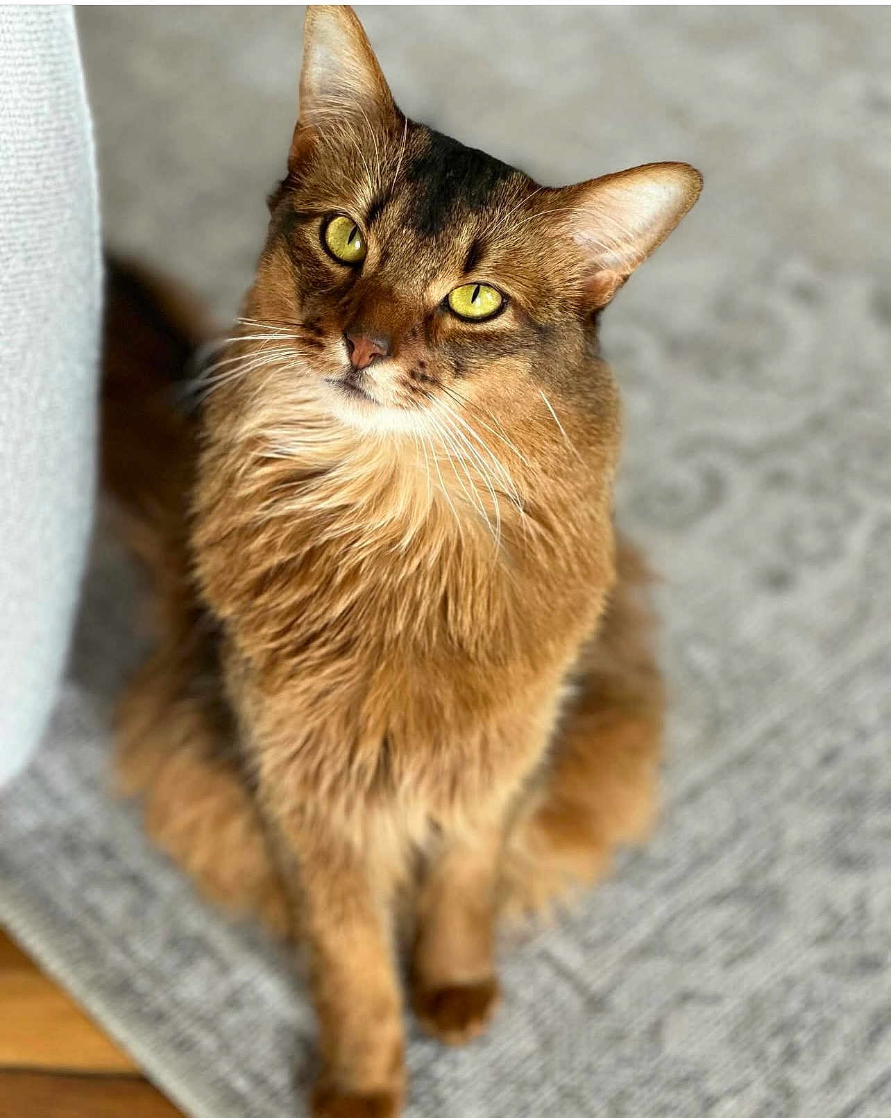 Tigrou participe au concours pour gagner de l'argent avec cette photo : cat, pet, feline, long_haired, ginger_cat, golden_eyes, whiskers, portrait, indoor, carpet, cozy, looking_up, curious, soft_fur, close_up, ears, paws, sitting, blurred_background, cute