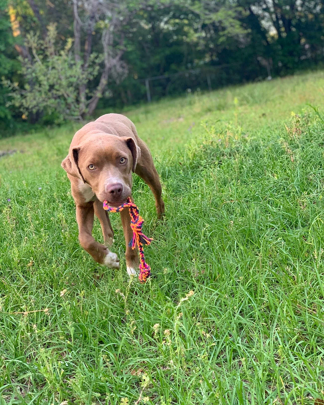 Fawn joined the competition — help win amazing prizes! active, animal, brown_dog, canine, dog, ears, field, fur, grass, greenery, happy, nature, outdoor, pet, playful, rope_toy, snout, summer, toy, walking