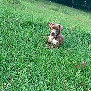 Fawn is registered to the contest to win money with this photo: animal, ball, brown_dog, canine, collar, daylight, dog, ears, field, focus, fur, grass, greenery, lying_down, nature, outdoor, pet, playful, toy, white_markings