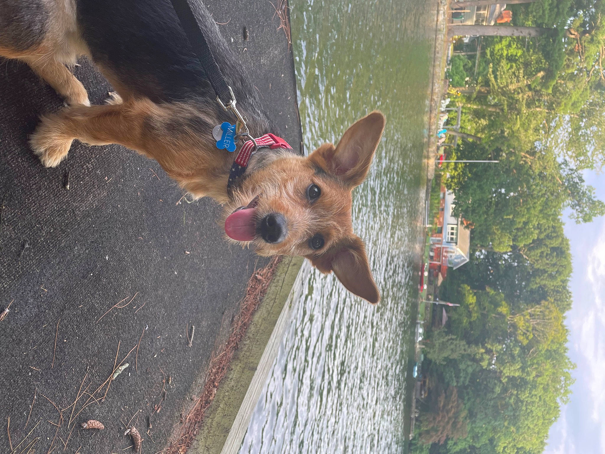 Miller joined the competition — help win amazing prizes! carnivore, collar, companion_dog, dog, dog_breed, dog_collar, fawn, fun, leash, pet_supply, plant, road_surface, sky, snout, tail, terrier, tree, water, wood, working_animal