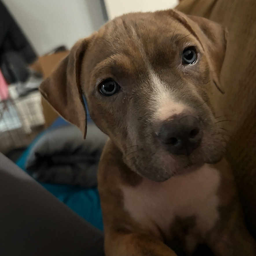 Tigger joined the competition — help win amazing prizes! adult, animal, bodypart, bulldog, canine, couch, dog, finger, furniture, hand, hound, labradorretriever, male, man, person, pet, pitbull, pointer, puppy, snout