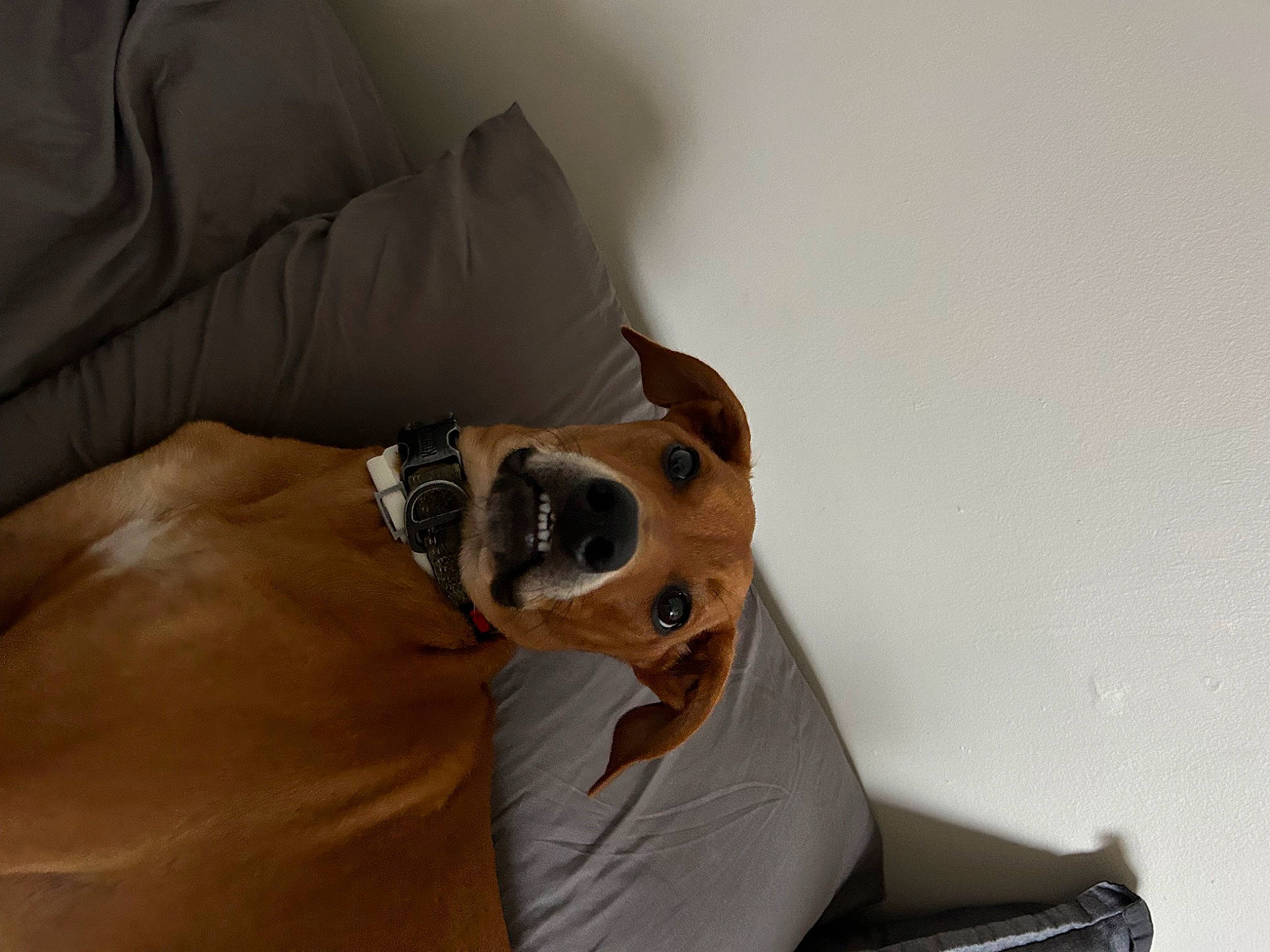 Nyla joined the competition — help win amazing prizes! carnivore, collar, comfort, companion_dog, couch, dog, dog_breed, dog_clothes, eyewear, fawn, glasses, goggles, personal_protective_equipment, sleeve, snout, sporting_group, sunglasses, vision_care, whiskers, working_animal