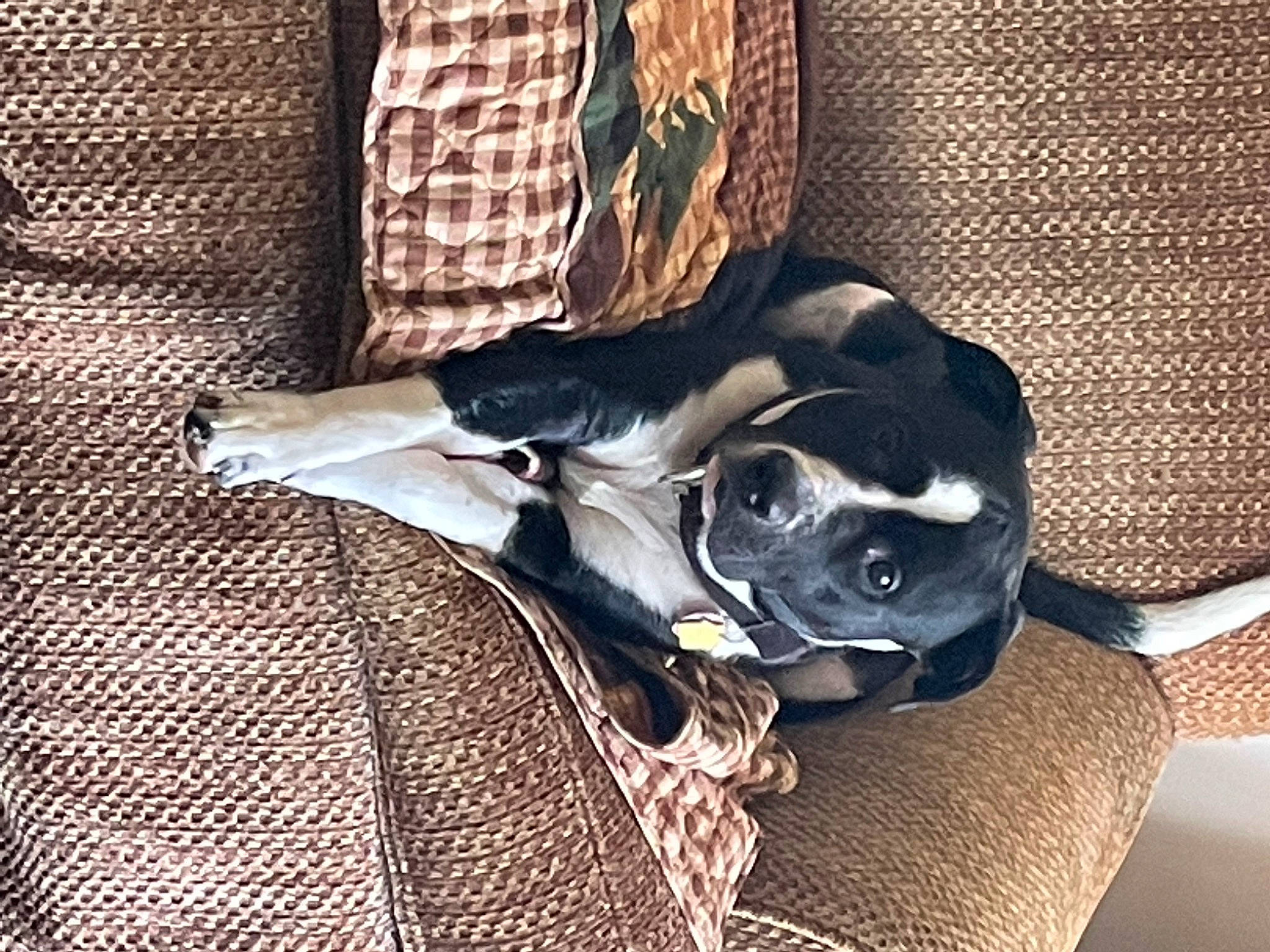 Ranger joined the competition — help win amazing prizes! canidae, carnivore, collar, comfort, companion_dog, couch, dog, dog_breed, dog_collar, dog_supply, fawn, grey, linens, non_sporting_group, pattern, pet_supply, snout, sporting_group, tail, working_animal