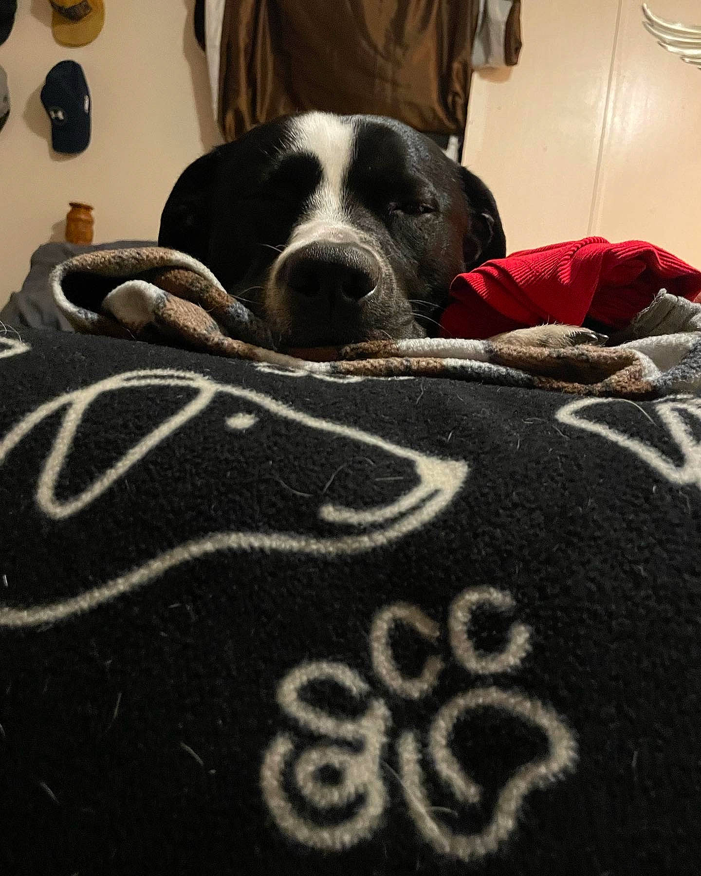 Ranger is registered to the contest to win money with this photo: black, canidae, carmine, carnivore, comfort, companion_dog, dog, dog_breed, dog_supply, flooring, fur, grey, linens, mammal, pattern, room, snout, sporting_group, tableware, working_animal