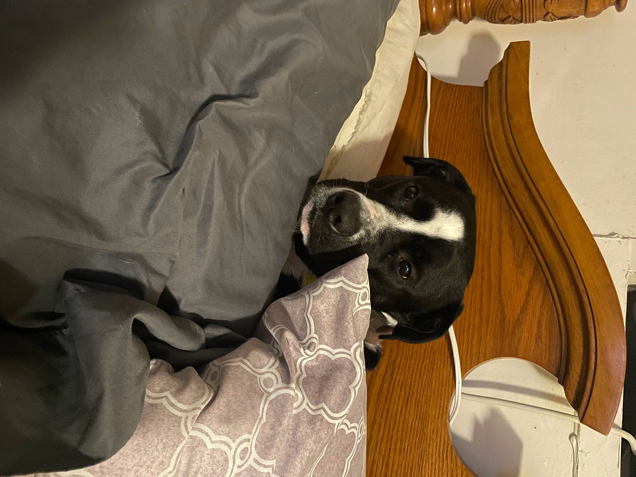 Ranger joined the competition — help win amazing prizes! canidae, carnivore, comfort, companion_dog, dog, dog_breed, ear, fawn, felidae, flooring, fur, grey, hardwood, linens, small_to_medium_sized_cats, snout, sporting_group, whiskers, wood, working_animal