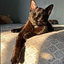 animal, bed, black_cat, cat, cozy, cute, domestic_animal, feline, fur, indoor, patterned_bedspread, paw, pet, relaxed, resting, shadow, sleeping, stretching, sunlight, whiskers