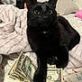 Astro joined the competition — help win amazing prizes! animal, bed, black_cat, blanket, cat, cozy, currency, cute, dollar_bills, domestic_cat, floral_pattern, fur, indoor, money, paw, pet, playful, relaxed, sleeping_area, whiskers