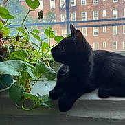 Astro is registered to the contest to win money with this photo: animal, black_cat, cat, city_building, curtain, daylight, domestic, feline, green_leaves, indoor, leafy_plant, nature, pet, plant, quiet, resting, side_profile, urban, window, windowsill