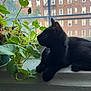 animal, black_cat, cat, city_building, curtain, daylight, domestic, feline, green_leaves, indoor, leafy_plant, nature, pet, plant, quiet, resting, side_profile, urban, window, windowsill