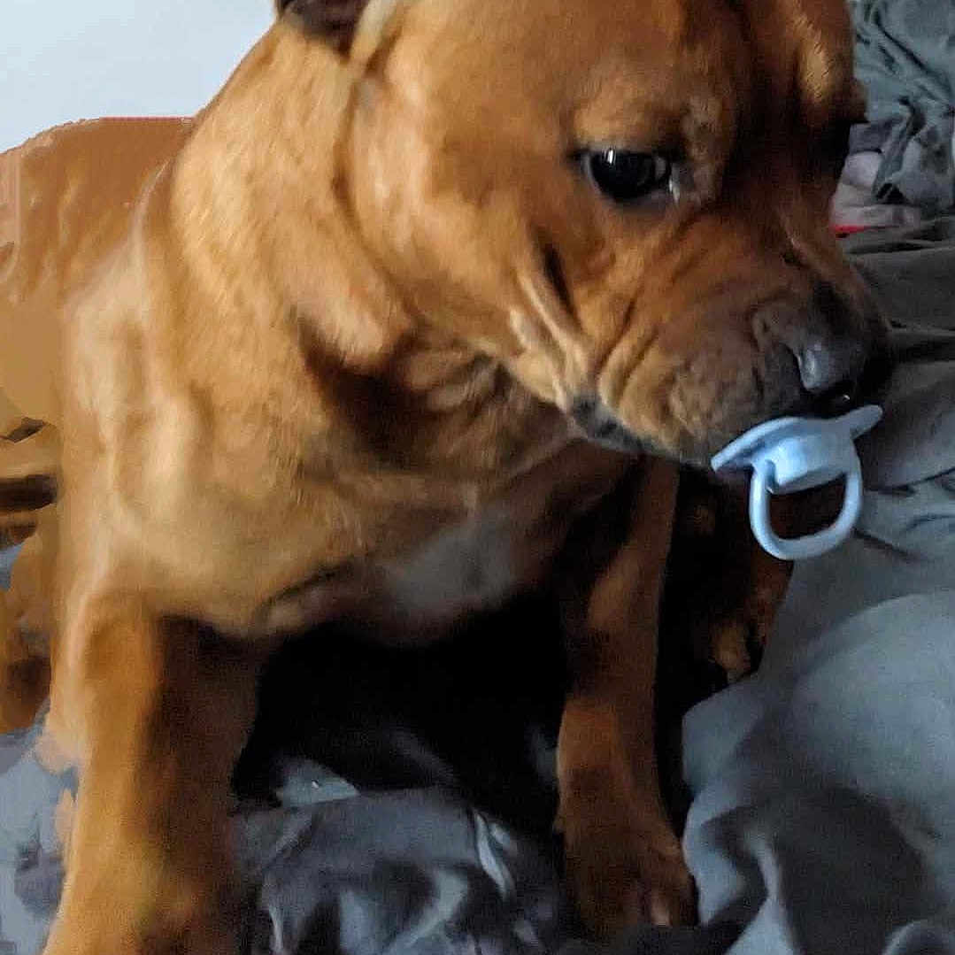 Tyson participe au concours pour gagner de l'argent avec cette photo : animal, bed, bedroom, boxer, bulldog, canine, cushion, dog, frenchbulldog, furniture, homedecor, indoors, labradorretriever, person, pet, pitbull, puppy, room, sleeping, snout