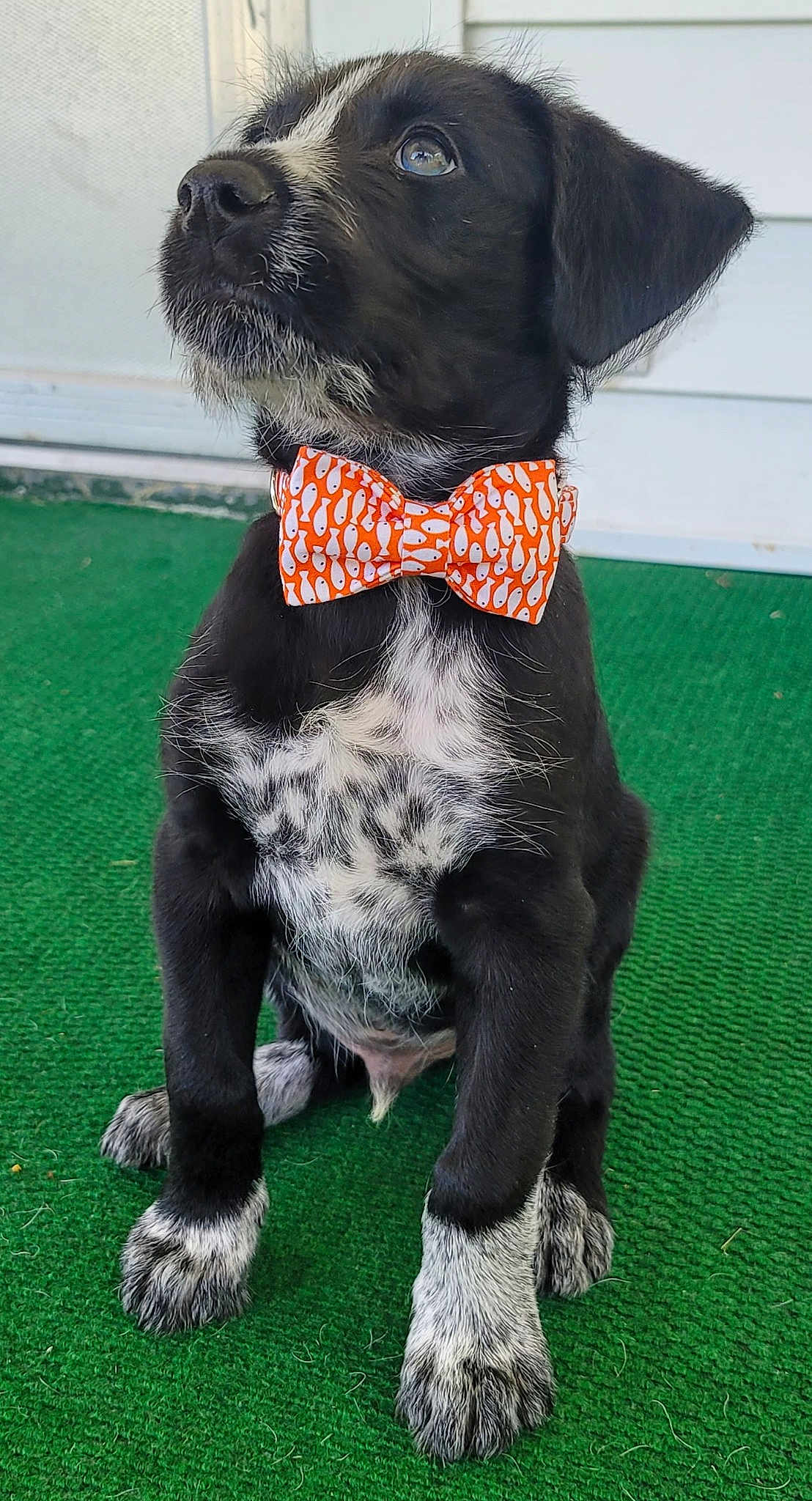 Milo