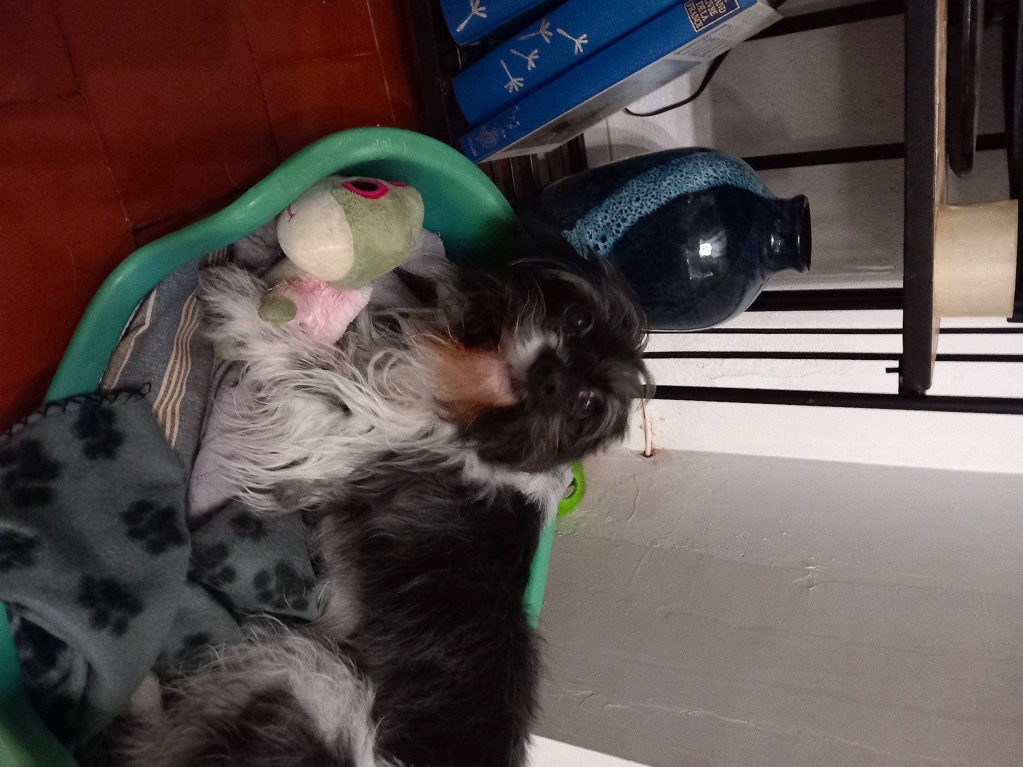 Moly participe au concours pour gagner de l'argent avec cette photo : canidae, carnivore, cat_supply, comfort, companion_dog, dog, dog_breed, dog_supply, felidae, fur, gas, pet_supply, small_to_medium_sized_cats, sporting_group, tail, toy, toy_dog