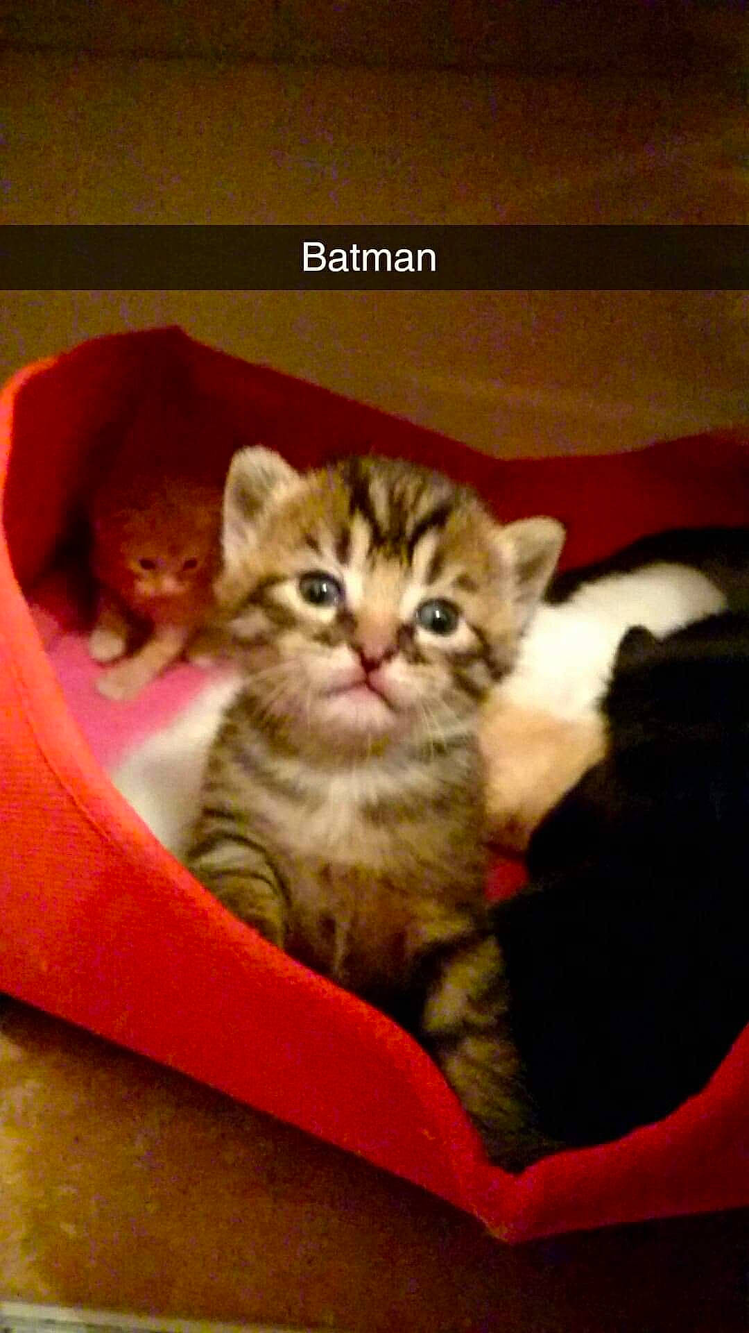 Batman a rejoint le concours — aidez-le/la à gagner de superbes lots ! american_shorthair, asian, california_spangled, carnivore, cat, cat_supply, domestic_short_haired_cat, dragon_li, european_shorthair, felidae, kitten, mammal, photo_caption, small_to_medium_sized_cats, tabby_cat, vertebrate, whiskers