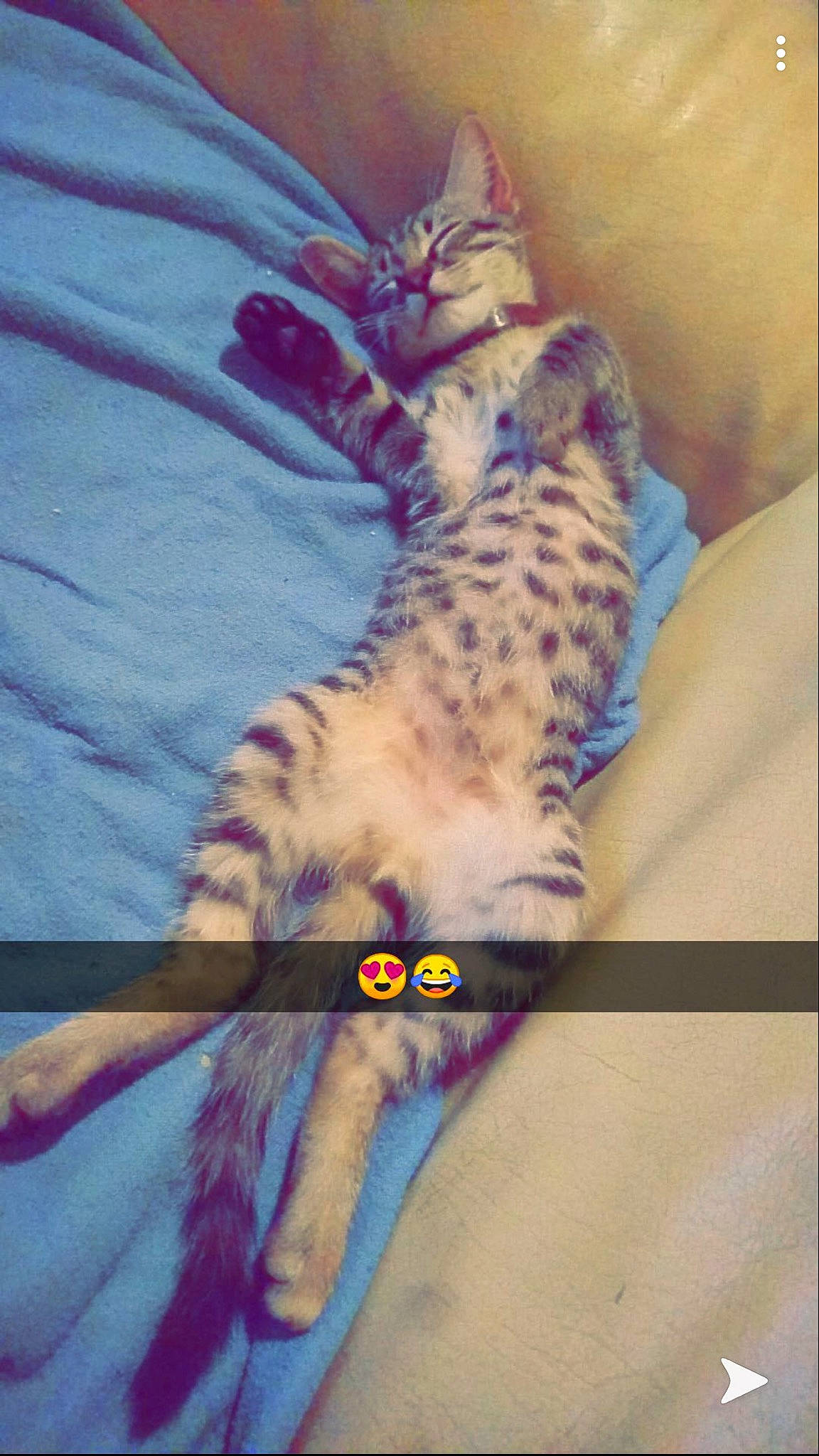 Batman a rejoint le concours — aidez-le/la à gagner de superbes lots ! bengal, carnivore, cat, egyptian_mau, european_shorthair, felidae, kitten, ocicat, savannah, small_to_medium_sized_cats, tabby_cat, tail, whiskers