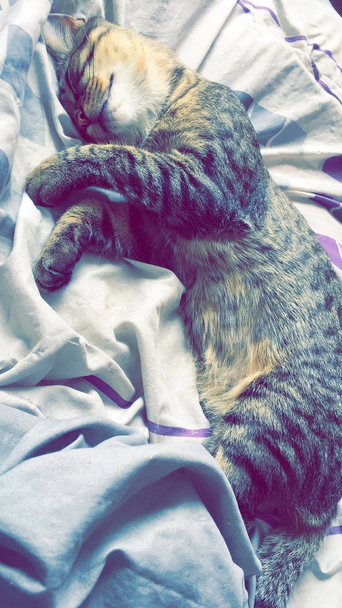 Batman a rejoint le concours — aidez-le/la à gagner de superbes lots ! fur, nap, whiskers