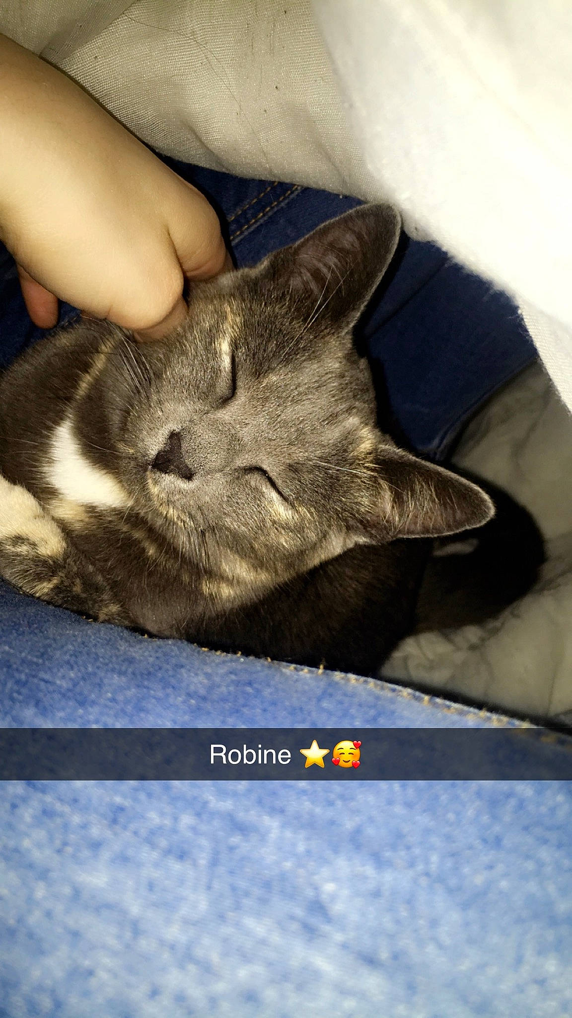 Robine participe au concours pour gagner de l'argent avec cette photo : asian, british_shorthair, carnivore, cat, chartreux, domestic_short_haired_cat, european_shorthair, felidae, korat, nap, nebelung, photo_caption, russian_blue, small_to_medium_sized_cats, snout, whiskers