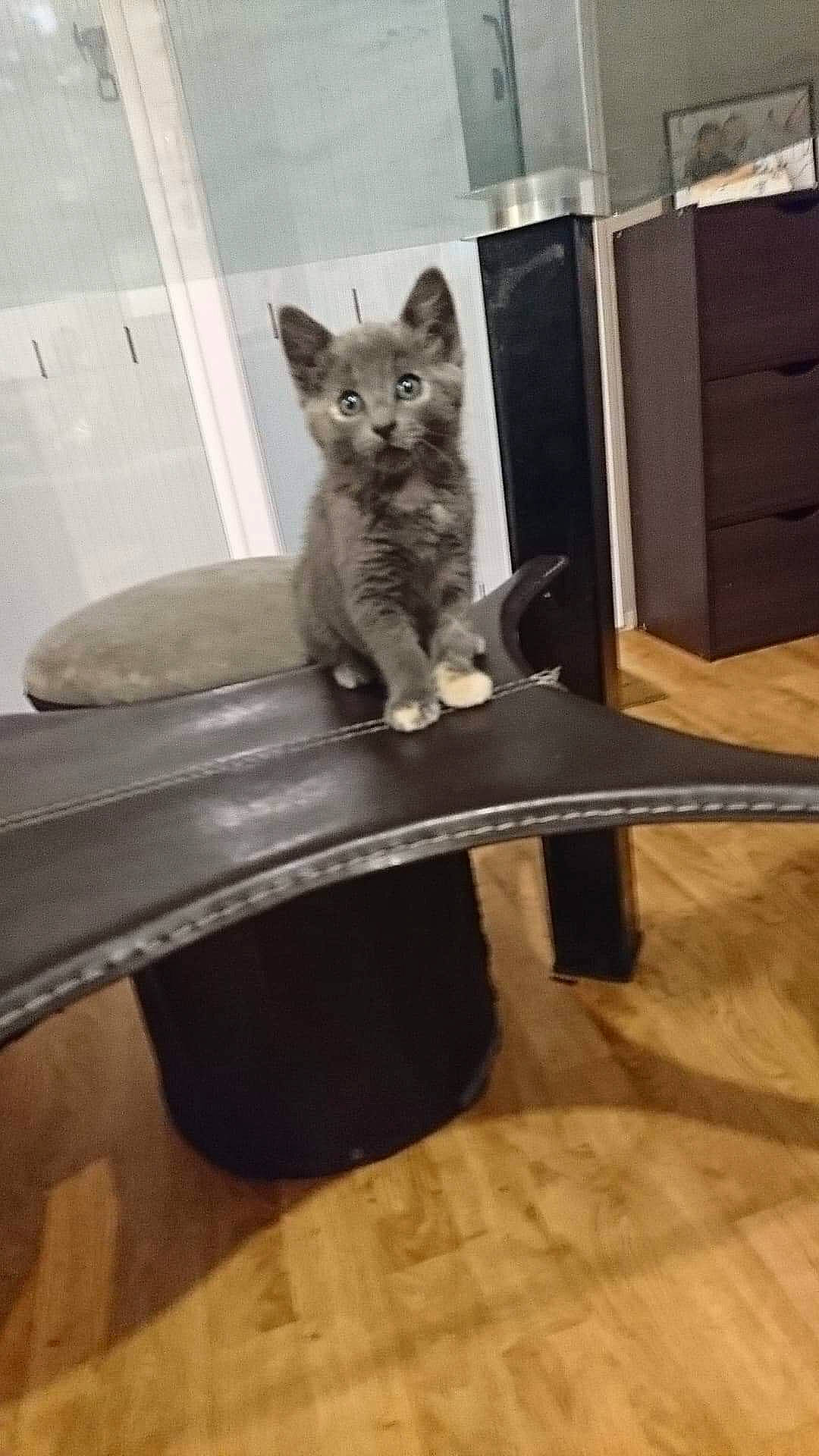 Robine participe au concours pour gagner de l'argent avec cette photo : american_shorthair, asian, carnivore, cat, domestic_short_haired_cat, egyptian_mau, european_shorthair, felidae, floor, flooring, furniture, hardwood, kitten, mammal, russian_blue, small_to_medium_sized_cats, table, whiskers, wood