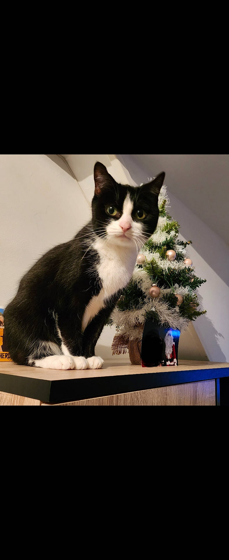 Crémiche a rejoint le concours — aidez-le/la à gagner de superbes lots ! animal, cat, christmas, christmasdecorations, christmastree, conifer, festival, fir, flower, flowerarrangement, hardwood, kitten, manx, pet, pine, plant, pottedplant, spruce, tree, wood