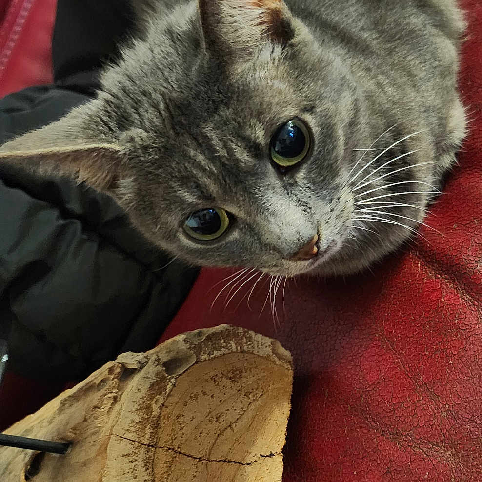 Poupette