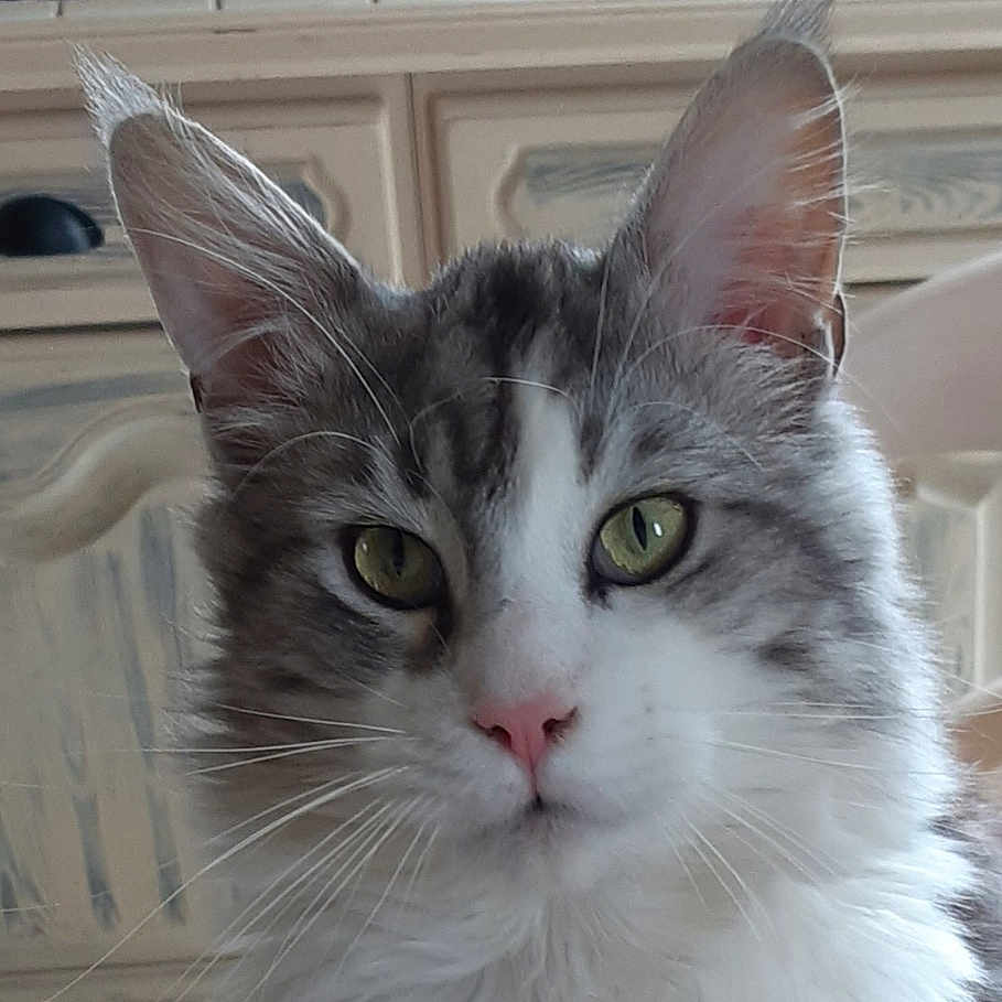 Nounou a rejoint le concours — aidez-le/la à gagner de superbes lots ! animal, cabinet, calm, cat, close_up, curious, domestic, ears, face, feline, fluffy, fur, gray, green_eyes, indoor, pet, pink_nose, portrait, whiskers, white