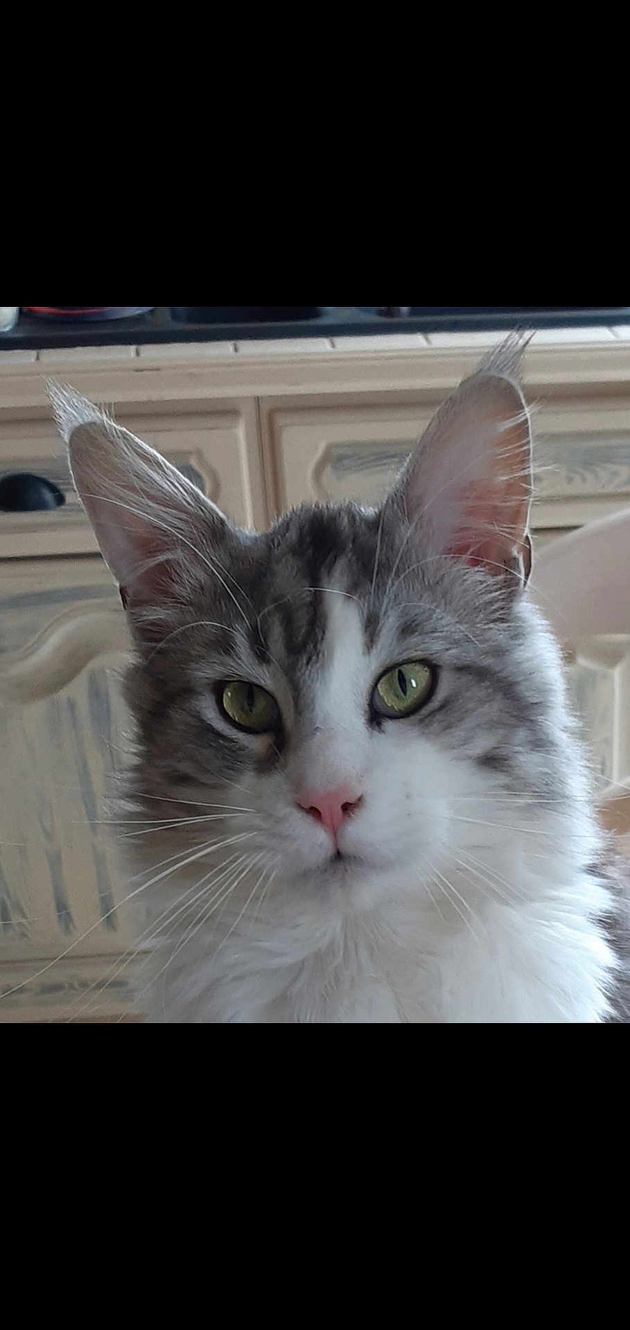 Nounou a rejoint le concours — aidez-le/la à gagner de superbes lots ! cat, close_up, portrait, fluffy, gray, white, green_eyes, pink_nose, whiskers, indoor, feline, pet, animal, domestic, curious, calm, fur, ears, face, cabinet