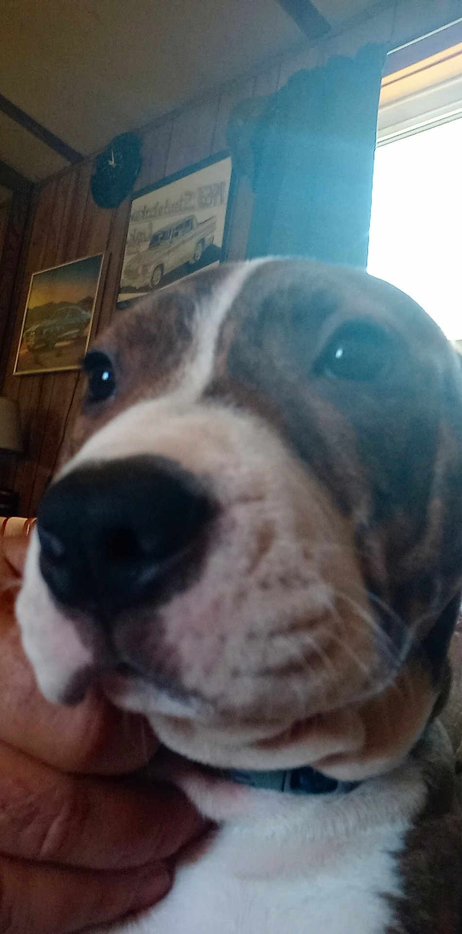 Sasha joined the competition — help win amazing prizes! dog, close_up, indoor, hand, chin, vintage_posters, wood_paneling, window, sunlight, dog_face, pet, animal, domestic_animal, living_room, collar, nostrils, whiskers, snout, brown, white