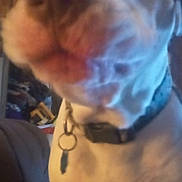 Brutus is registered to the contest to win money with this photo: dog, close_up, pet, collar, keychain, brown_and_white, indoor, animal, canine, face, fur, curious, blurry, soft_lighting, large_dog, domestic_animal, muzzle, snout, portrait, companion