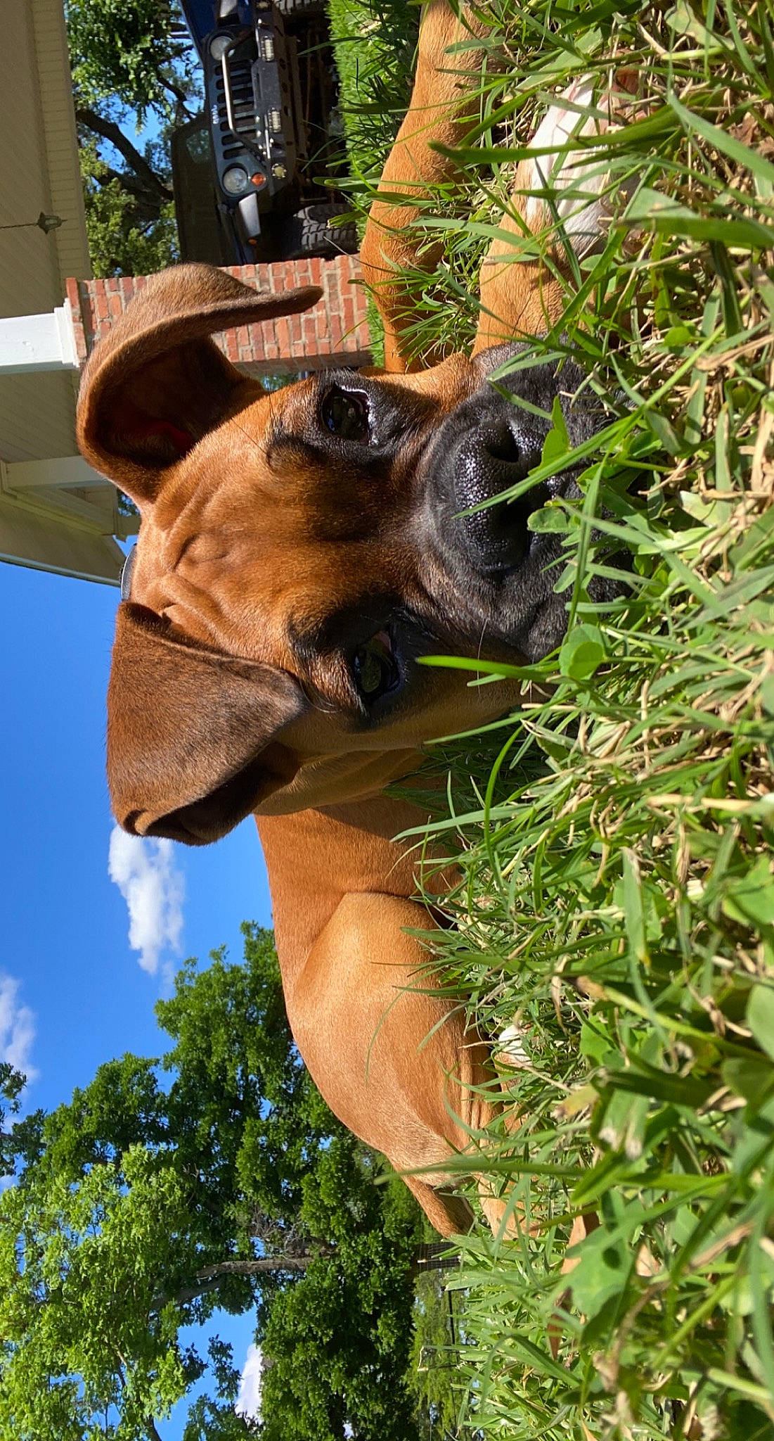 Prince is registered to the contest to win money with this photo: adaptation, adventure, canidae, cloud, dog_breed, elephant, elephants_and_mammoths, fawn, grass, indian_elephant, livestock, pack_animal, plant, sky, snout, sporting_group, terrestrial_animal, tree, working_animal, wrinkle