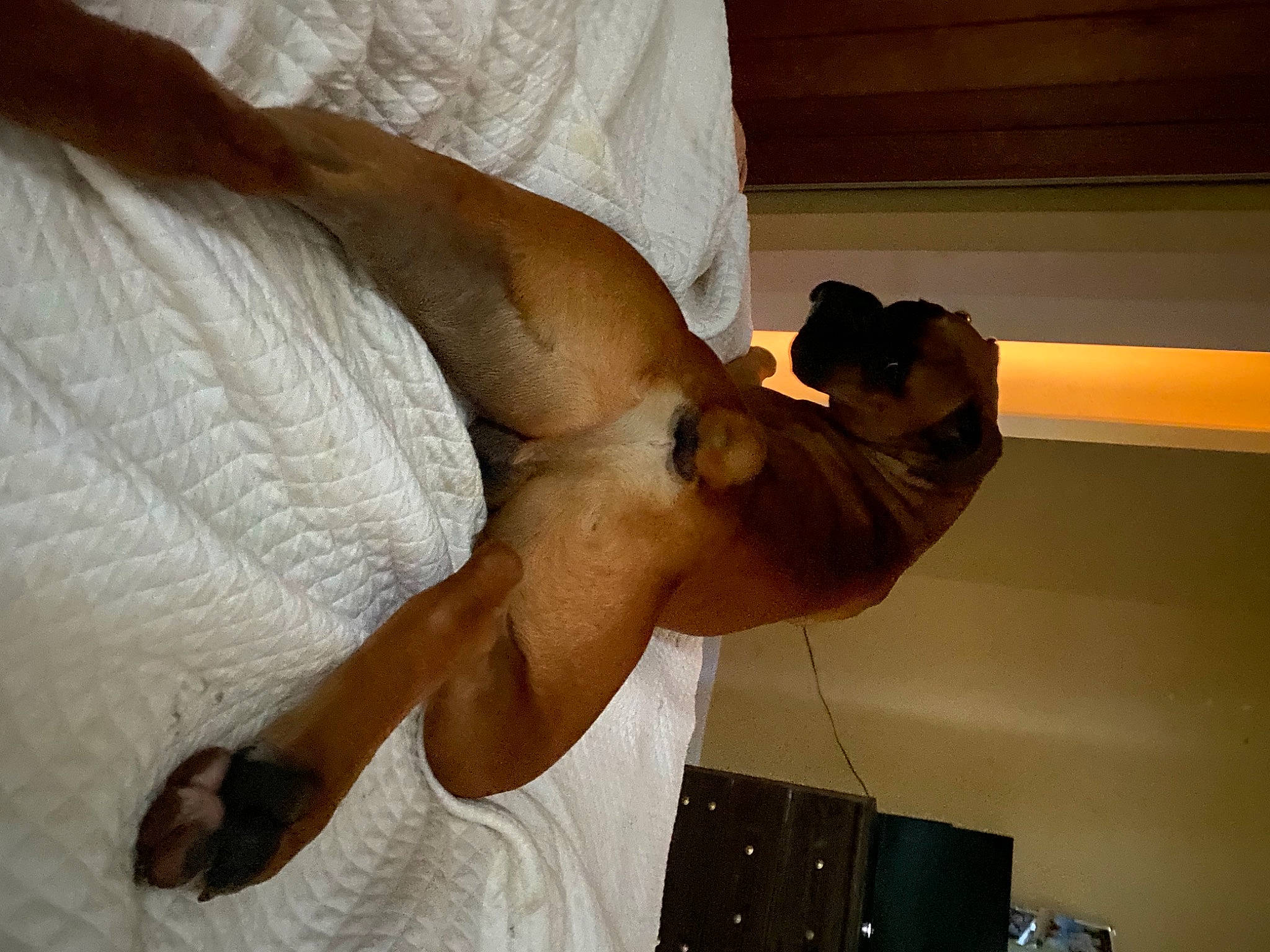 Prince joined the competition — help win amazing prizes! abdomen, chest, comfort, elbow, gesture, hardwood, human_leg, jaw, joint, knee, luggage_and_bags, nail, room, shipping_box, thigh, thumb, trunk, waist, wood, wrist