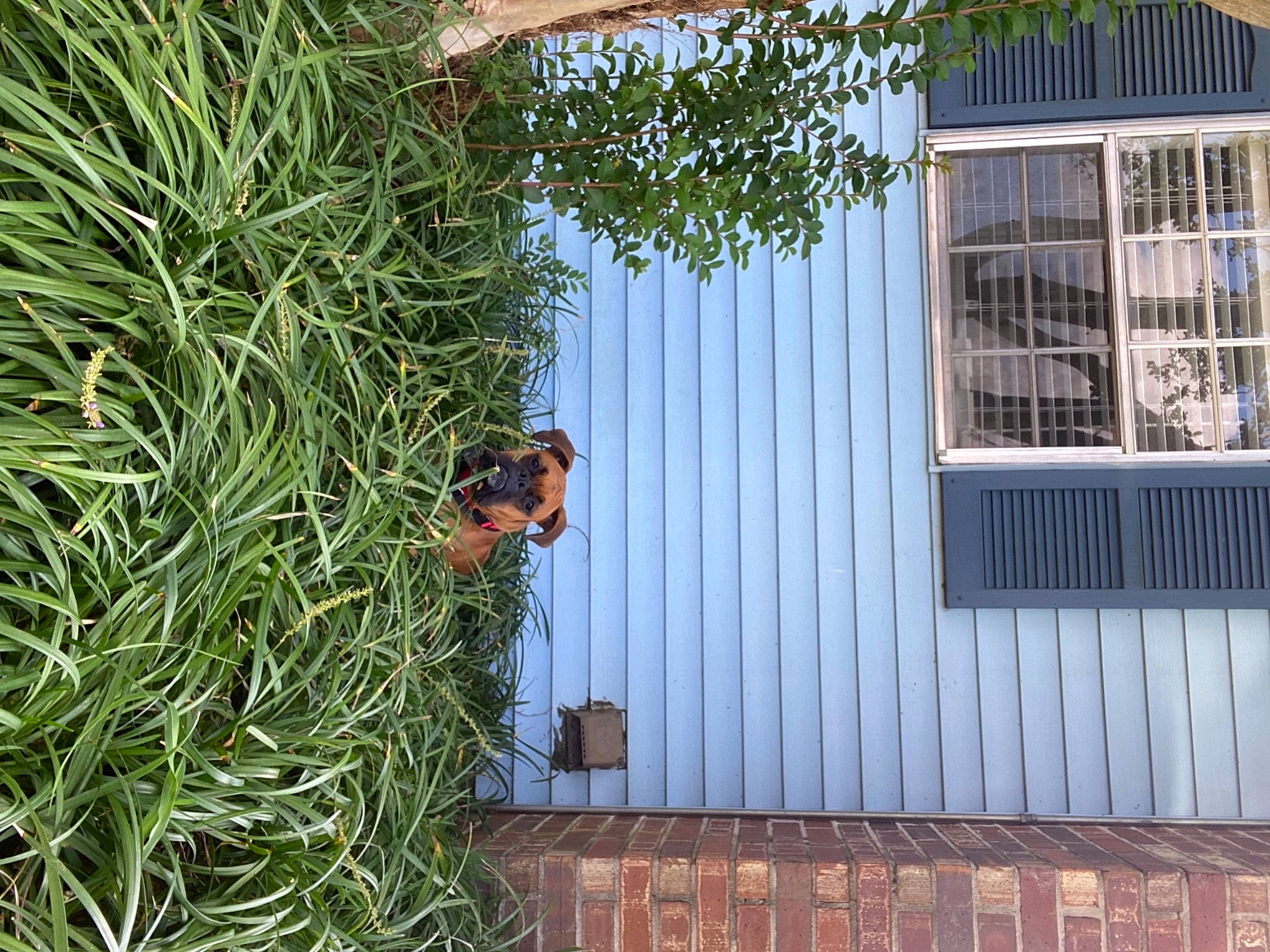 Prince is registered to the contest to win money with this photo: arecales, building, conifer, evergreen, facade, fir, garden, grass, house, landscape, leisure, plant, roof, shrub, terrestrial_plant, tree, wall, window, wood, woody_plant