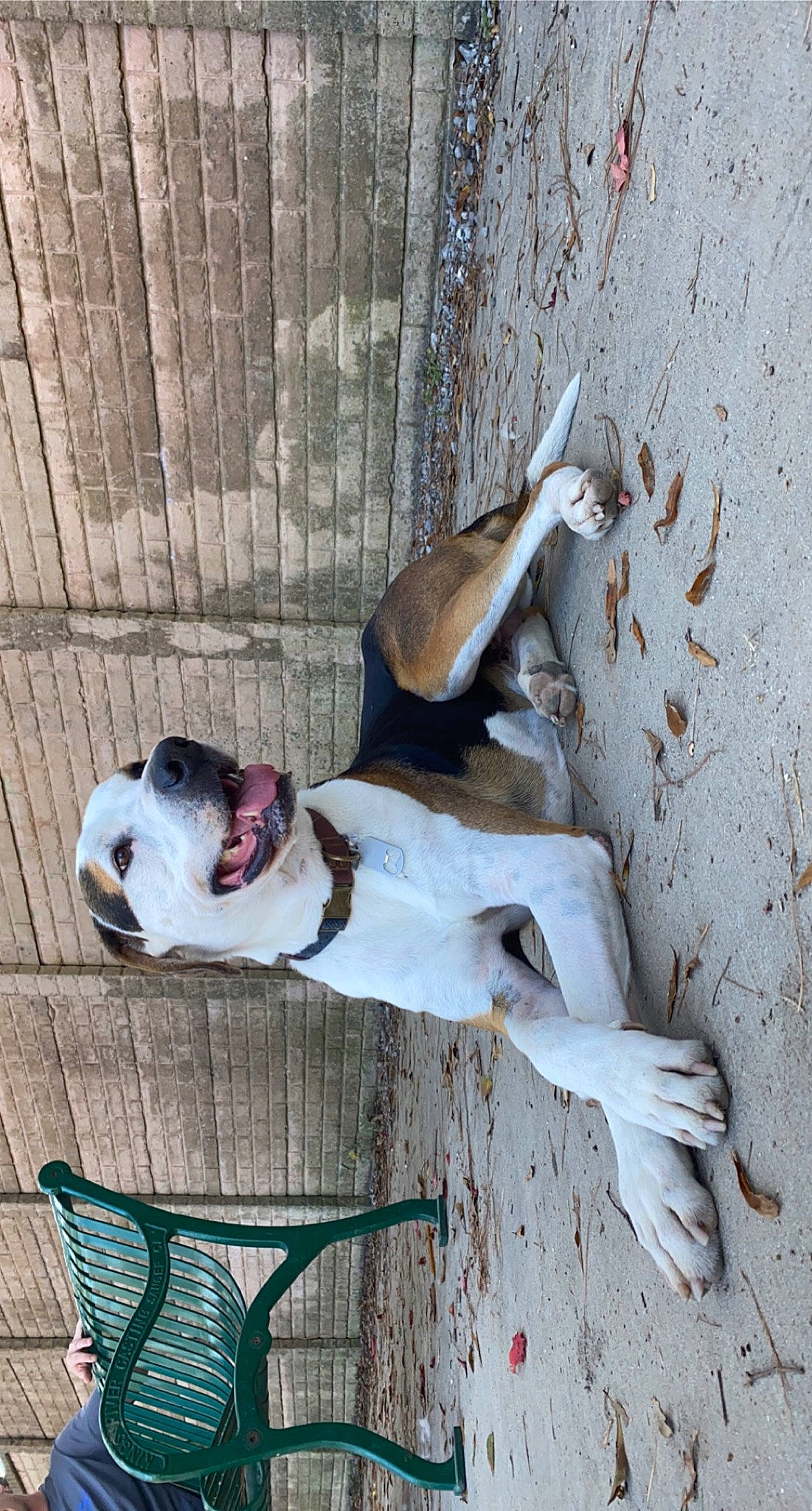 Deuce is registered to the contest to win money with this photo: ball, canidae, carnivore, collar, companion_dog, concrete, dog, dog_breed, dog_collar, dog_supply, fawn, guard_dog, leash, non_sporting_group, pet_supply, snout, sporting_group, wood, working_animal, working_dog