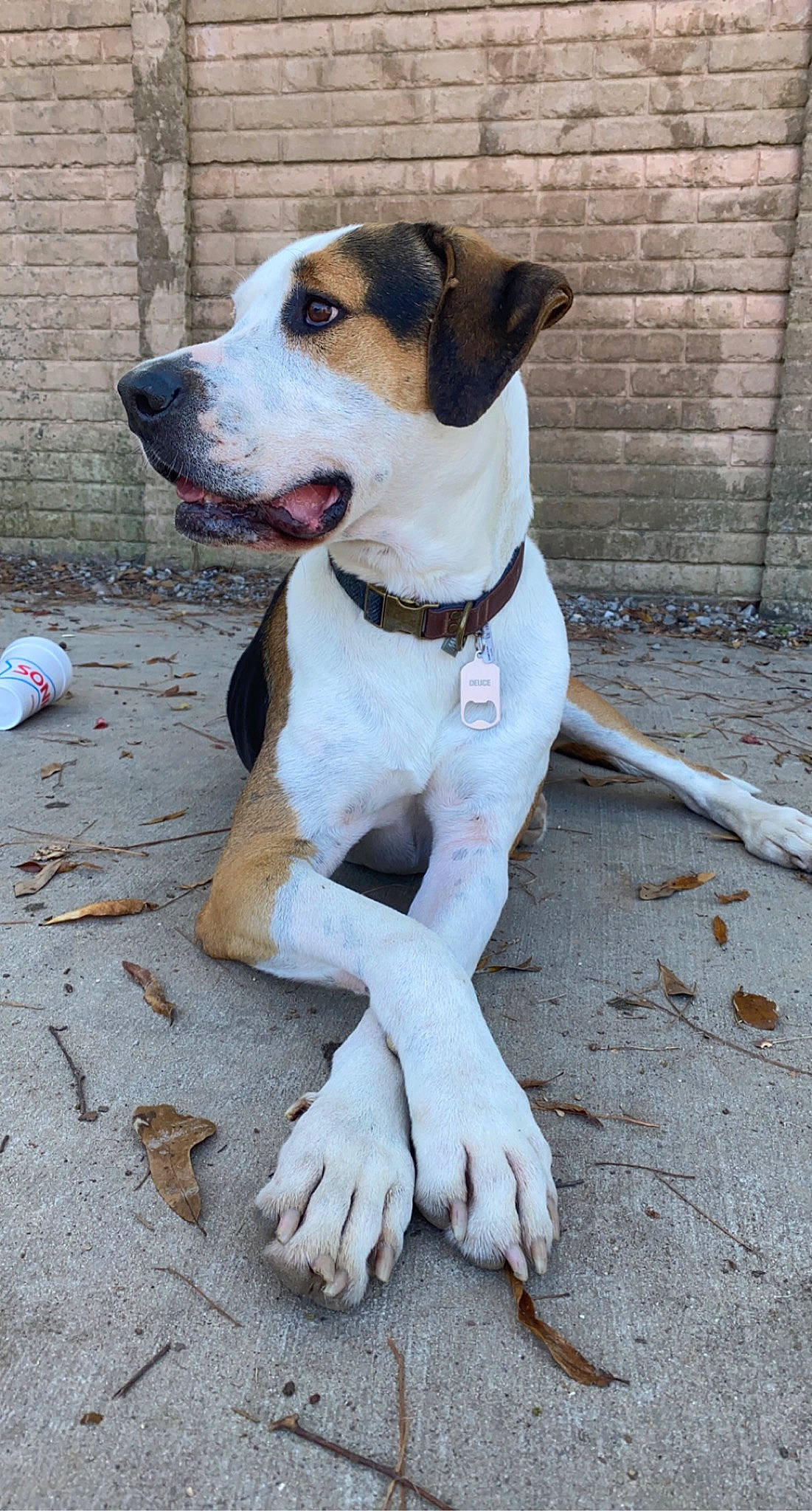 Deuce is registered to the contest to win money with this photo: blue, carnivore, collar, companion_dog, concrete, dog, dog_breed, dog_collar, dog_supply, fawn, hunting_dog, non_sporting_group, pet_supply, sporting_group, working_animal, working_dog