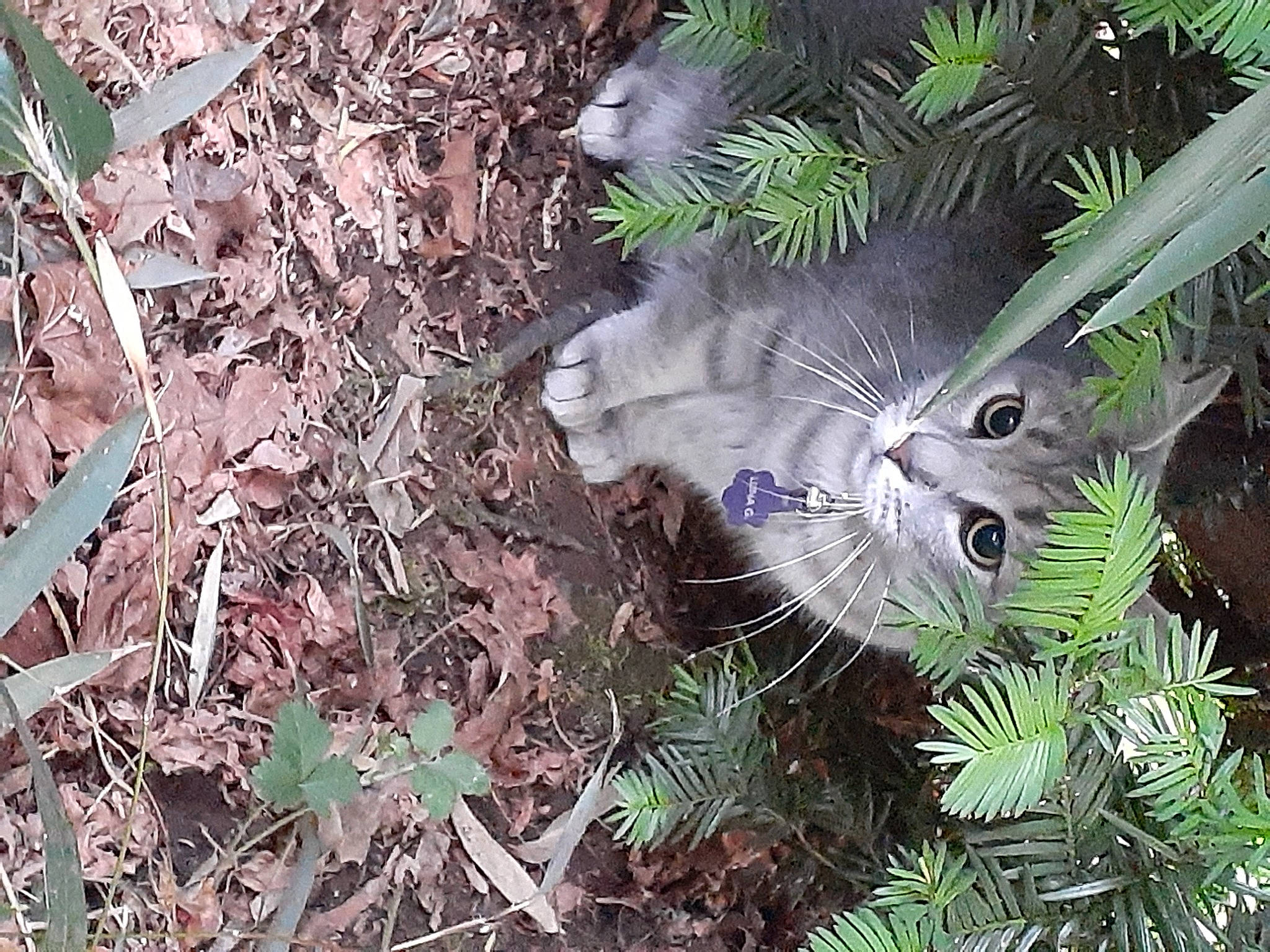 Luna joined the competition — help win amazing prizes! adaptation, grass, marsupial, plant, tree