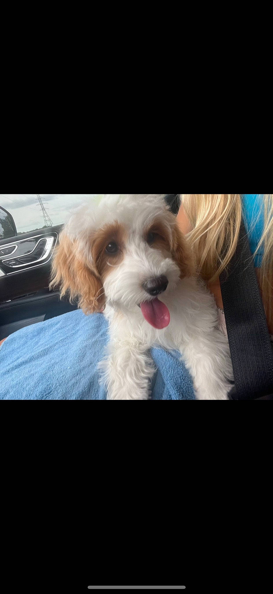 Maggie joined the competition — help win amazing prizes! automotive_lighting, bumper, carnivore, companion_dog, dog, dog_breed, dog_collar, dog_supply, eyewear, fur, glasses, happy, hood, puppy_love, small_terrier, sporting_group, sunglasses, terrier, toy_dog, vehicle_door