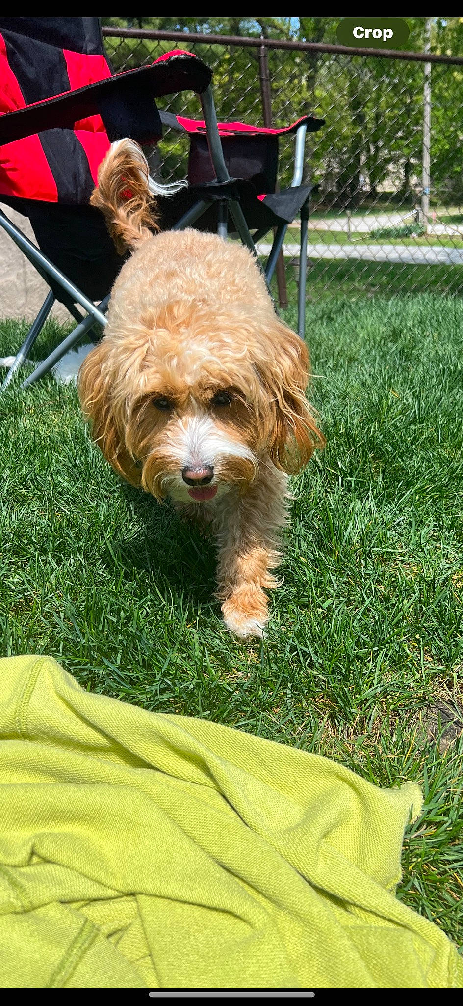 Ellie is registered to the contest to win money with this photo: carnivore, chair, companion_dog, dog, dog_breed, dog_collar, dog_walking, fur, grass, leash, liver, mammal, small_terrier, snout, sporting_group, terrier, toy_dog, vertebrate, water_dog, working_animal