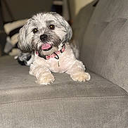 Emma Leigh is registered to the contest to win money with this photo: animal, canine, collar, couch, cozy, cute, dog, fluffy, friendly, fur, happy, home, indoor, living_room, paw, pet, portrait, relaxed, smiling, tongue_out