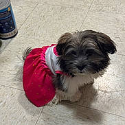 Emma Leigh is registered to the contest to win money with this photo: dog, puppy, pet, clothing, dress, pink, floor, tile_floor, indoor, can, pineapple_can, curious, small_dog, fluffy, sitting, looking_up, domestic, cute, animal, companion