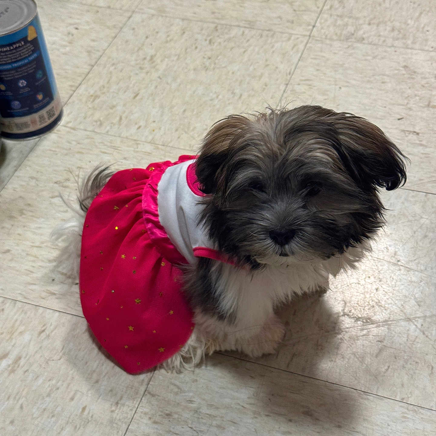 Emma Leigh is registered to the contest to win money with this photo: animal, can, clothing, companion, curious, cute, dog, domestic, dress, floor, fluffy, indoor, looking_up, pet, pineapple_can, pink, puppy, sitting, small_dog, tile_floor